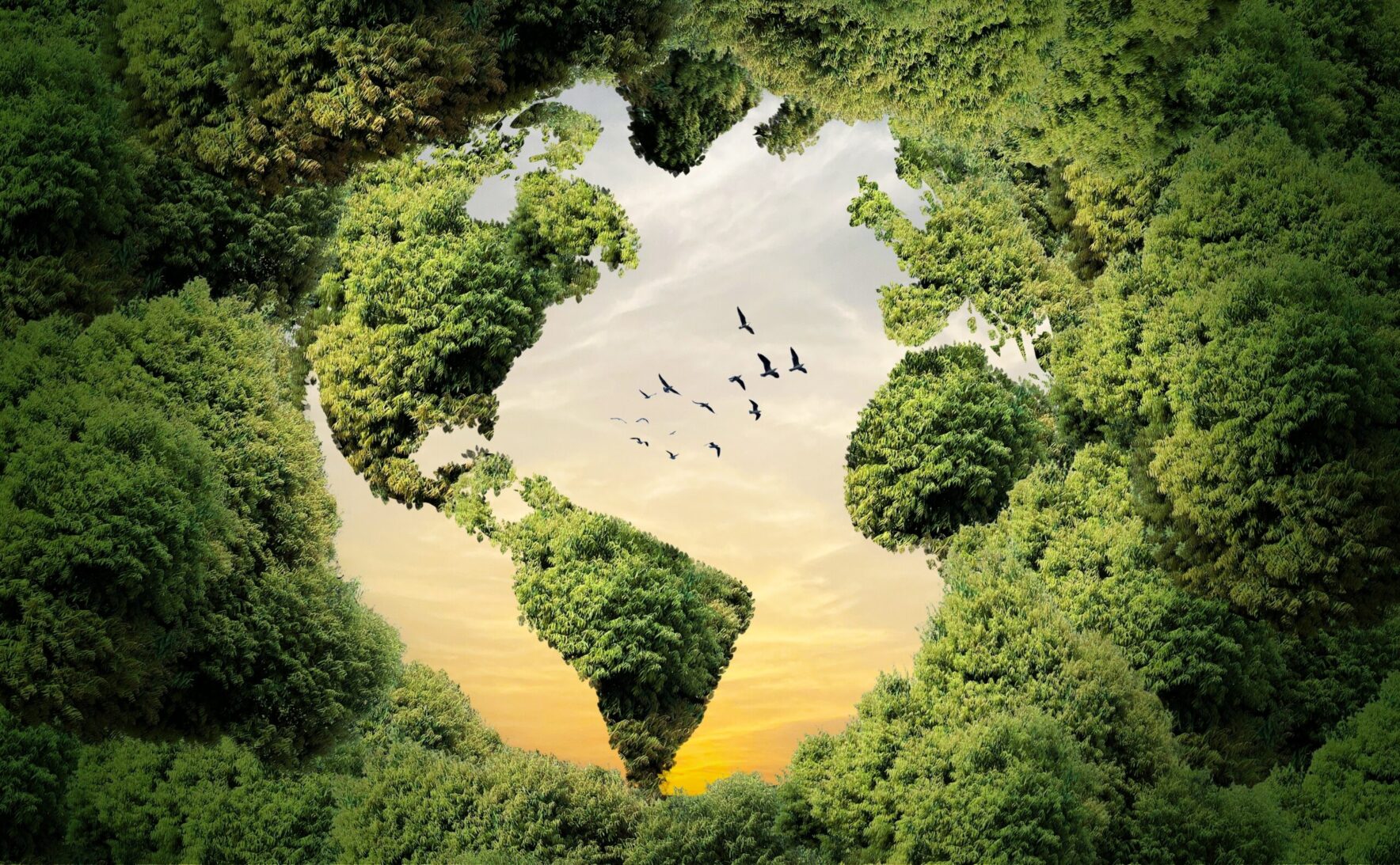 Forest with birds on the sky